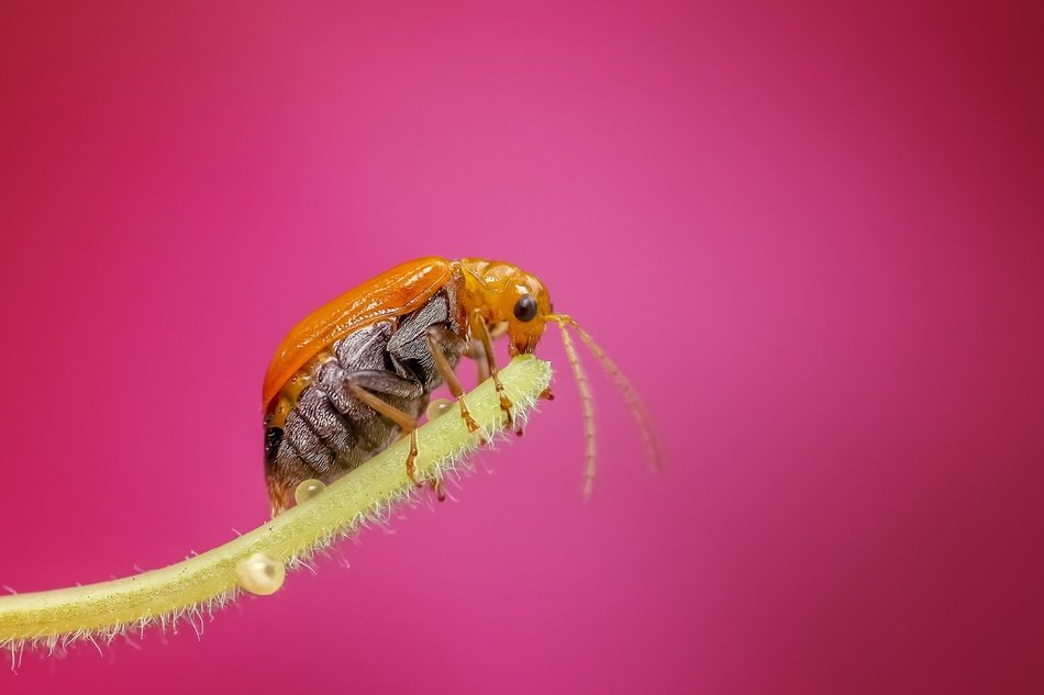orange beetle on a blade of grass on a pink background