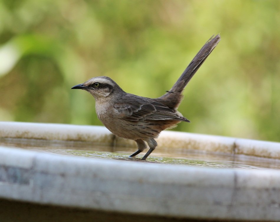 small bird with long tail in wildlife