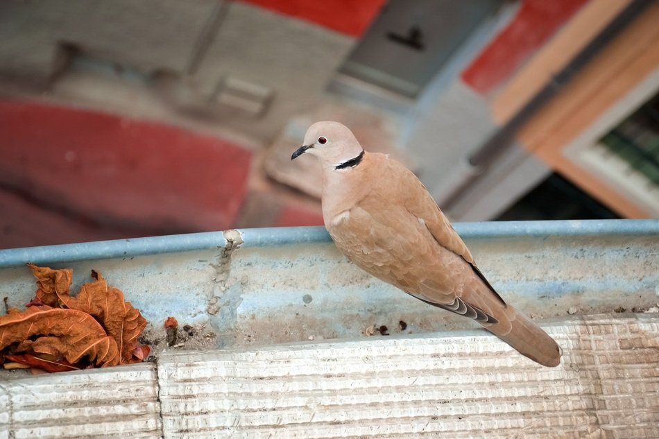 dove with beautiful plumage