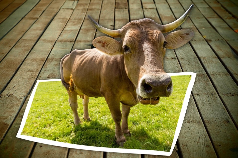 Picture with the frame of the cow