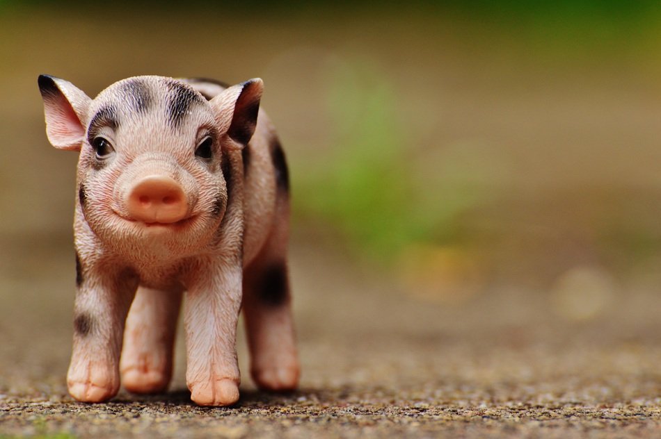 decorative pig figurine at blur background