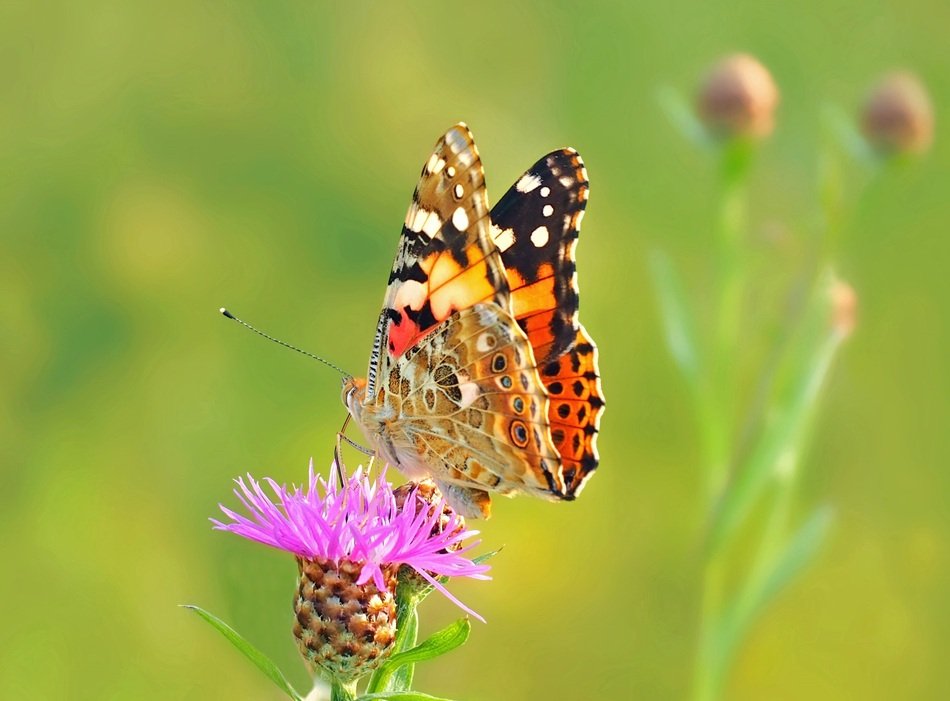 wonderful and beautiful Lady Edelfalter