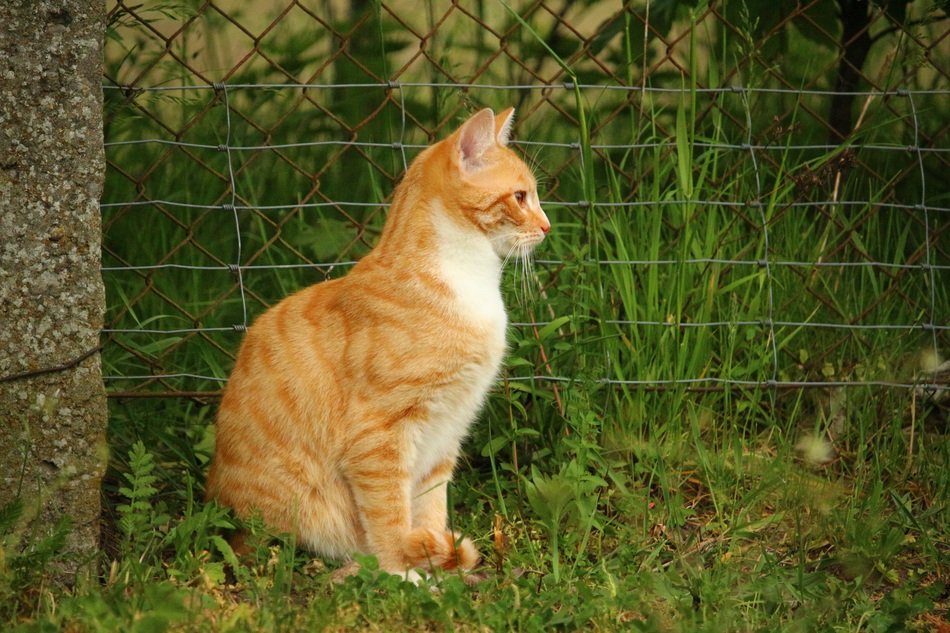 young red tabby cat outdoor