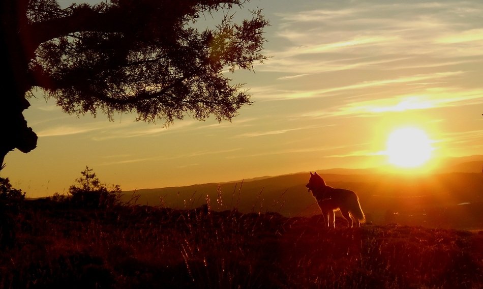 Husky Dog on meadow at Sunset