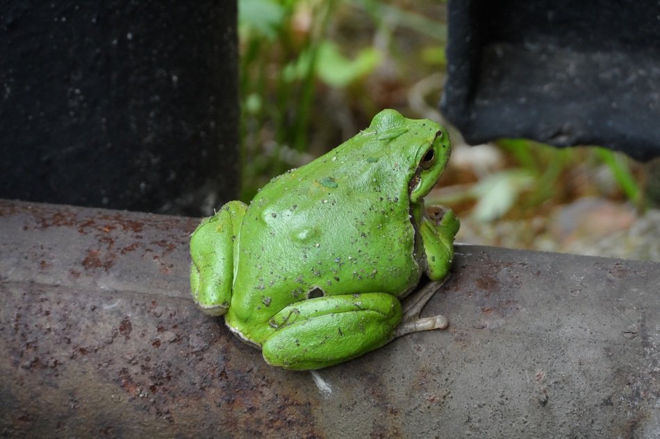 The Frog
