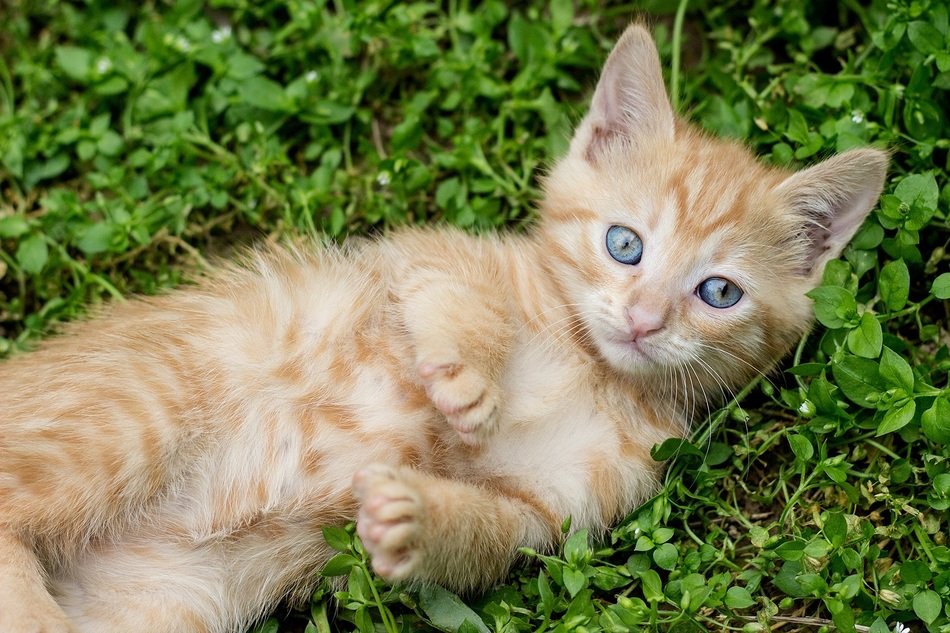 photo of the Tabby Kitten