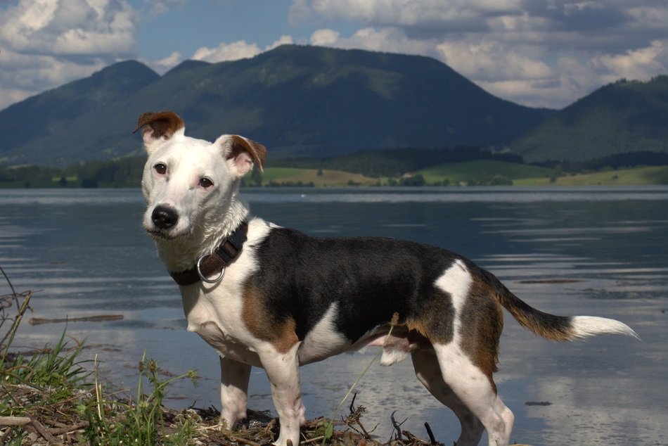 Picture of Jack Russel dig