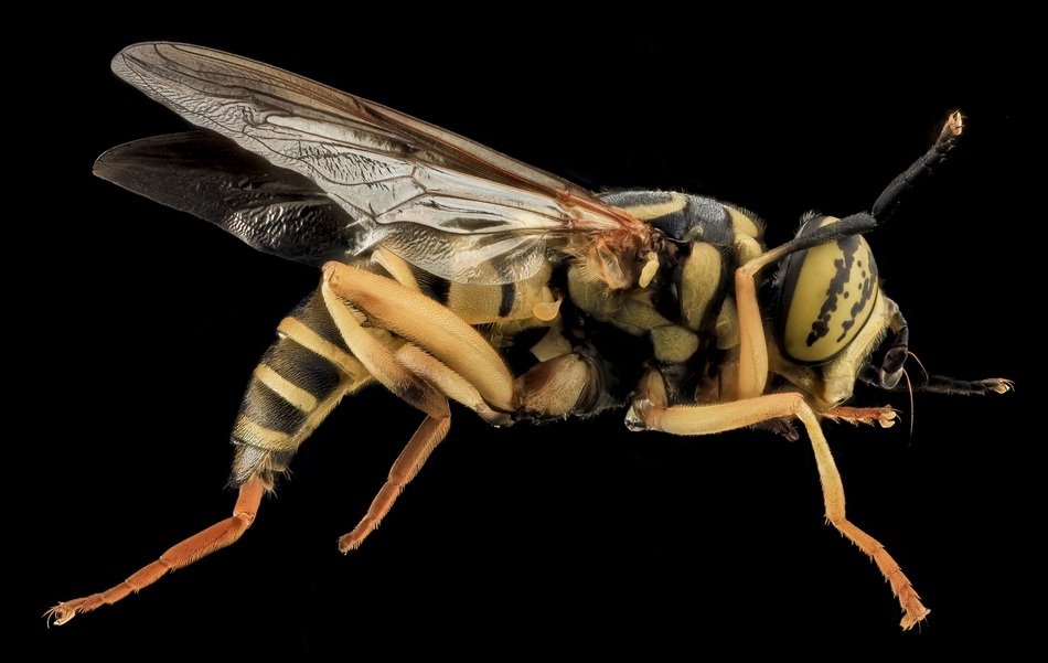 striped fly close-up on a black background