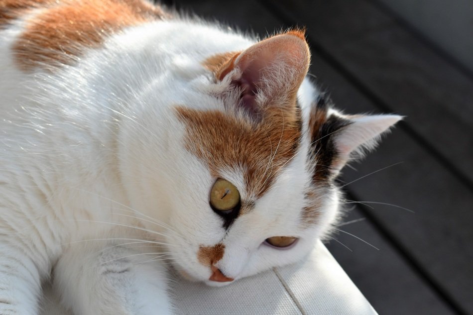 spotted cat in the sun close up