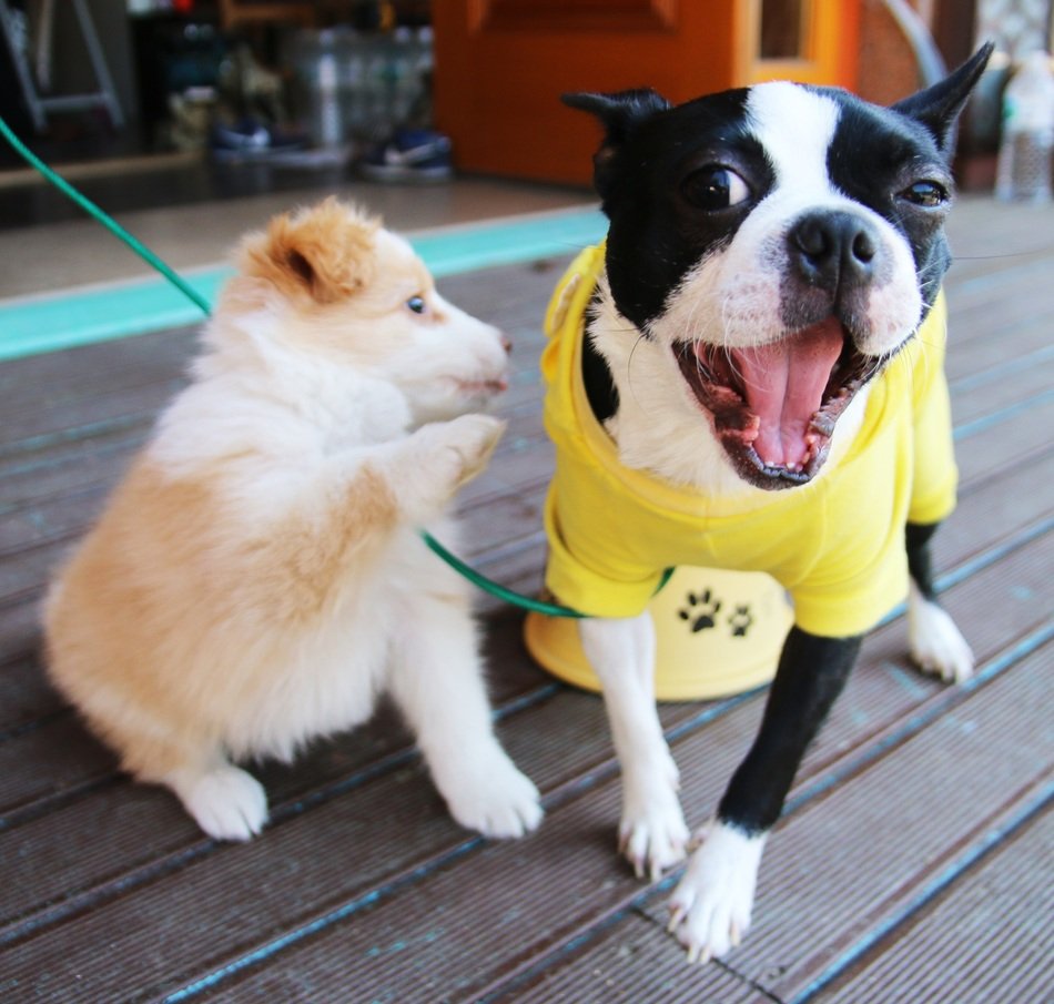 two puppies in the dog hotel