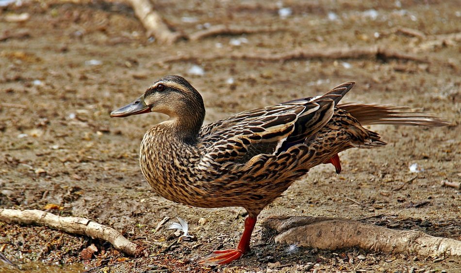 duck on the sand by the lake