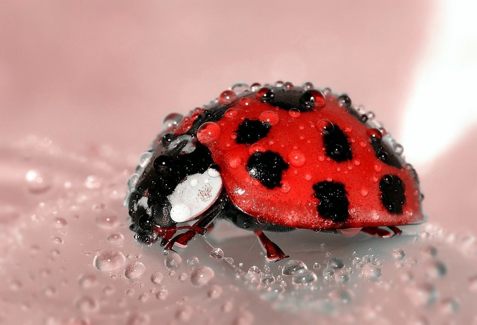Ladybug Insect with the water drops on it