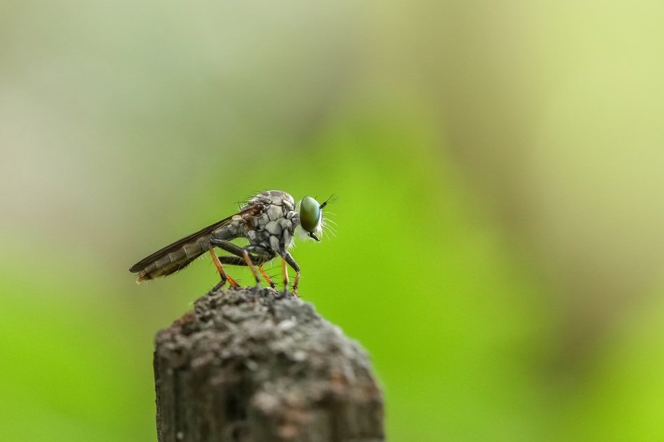 insect on a rock