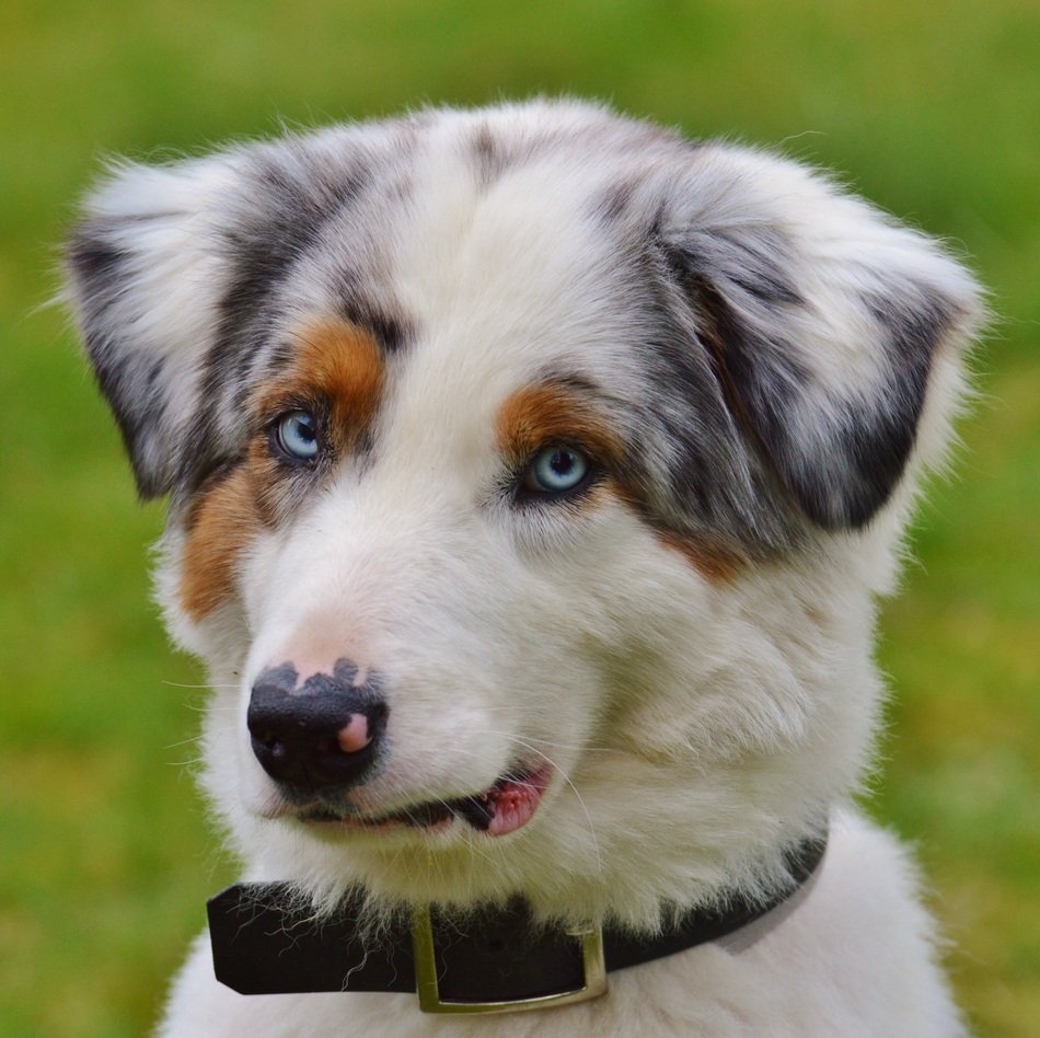 blue eyed doggie