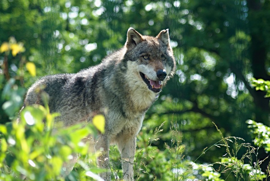 wolf in the sunny forest