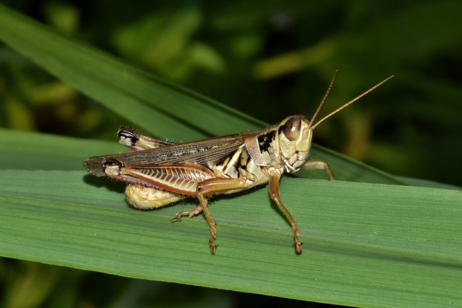 closeup of a grasshopper on the green leaf