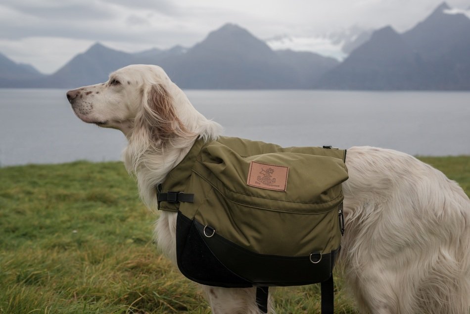 Laika Lyngen Dog