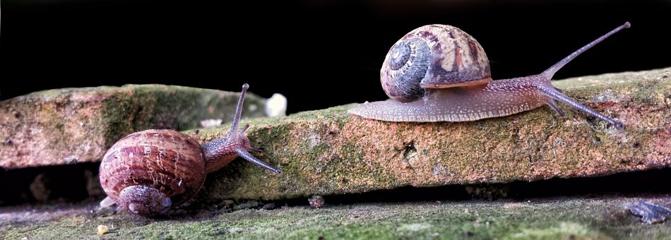 cute lovely Snails