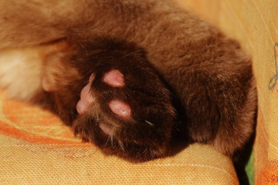 Paws Funny