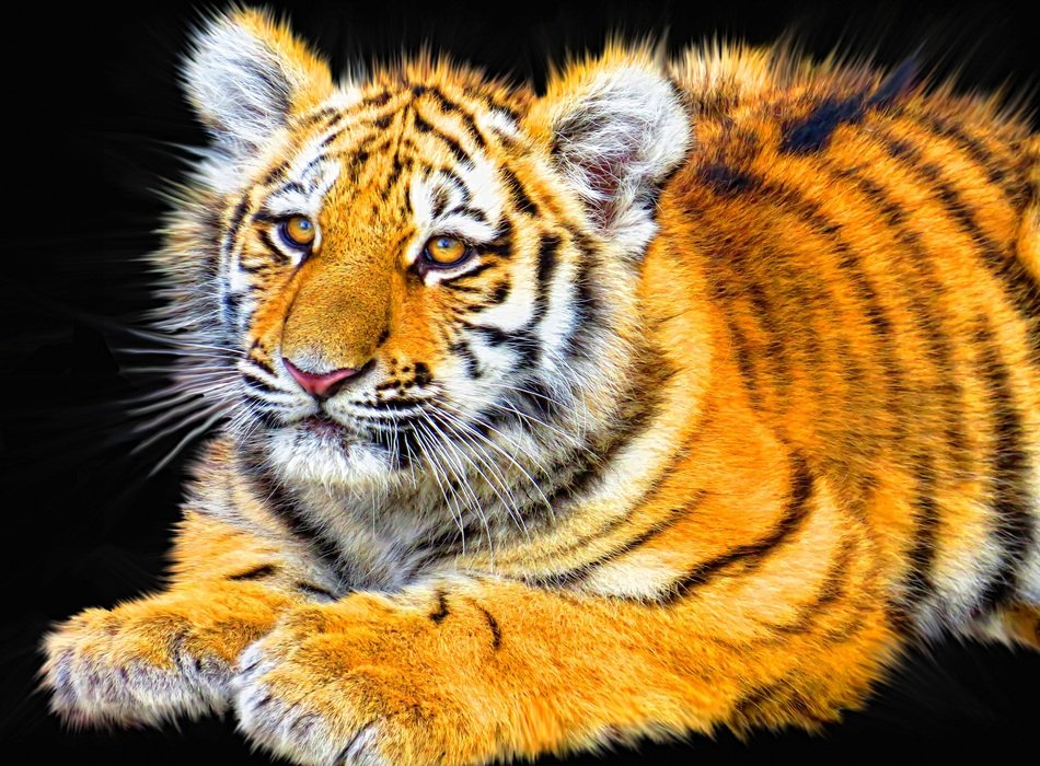 fluffy tiger