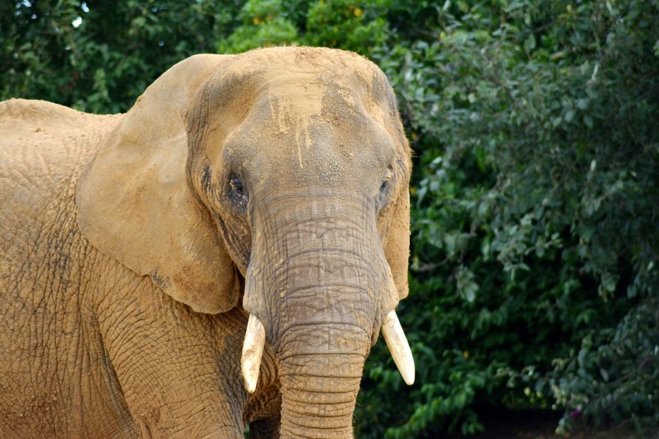 Elephant Proboscidea