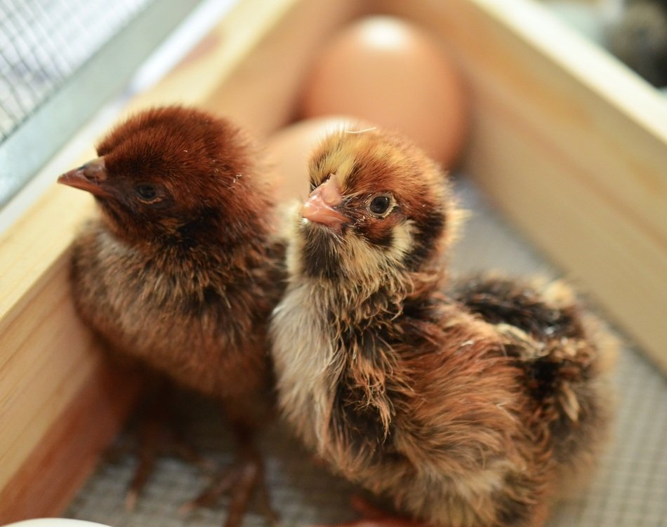 perfect colorful beautiful Chicks