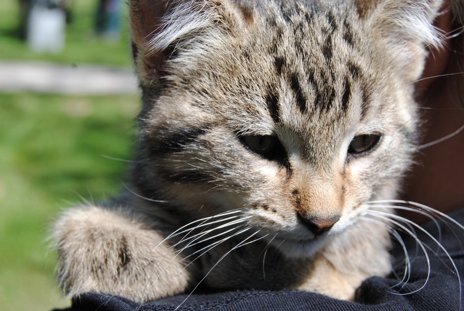 Picture of the cute kitten
