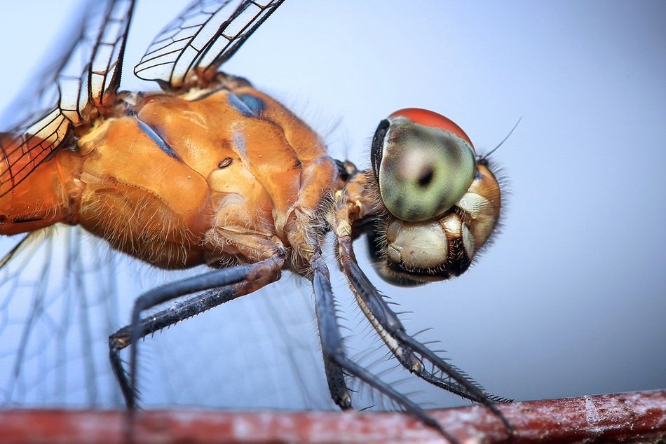 big-eyed dragonfly