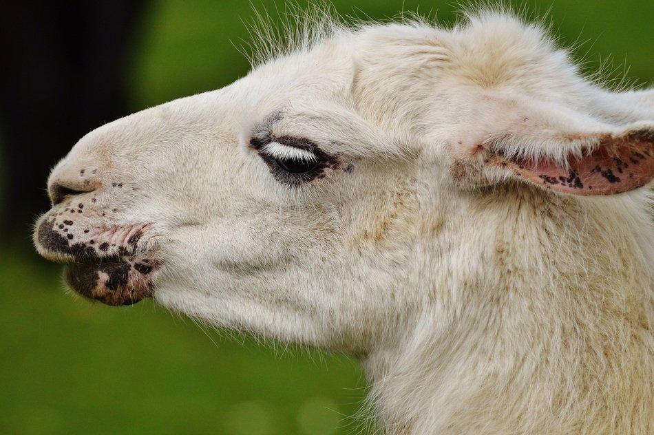 white animal on the background of green grass