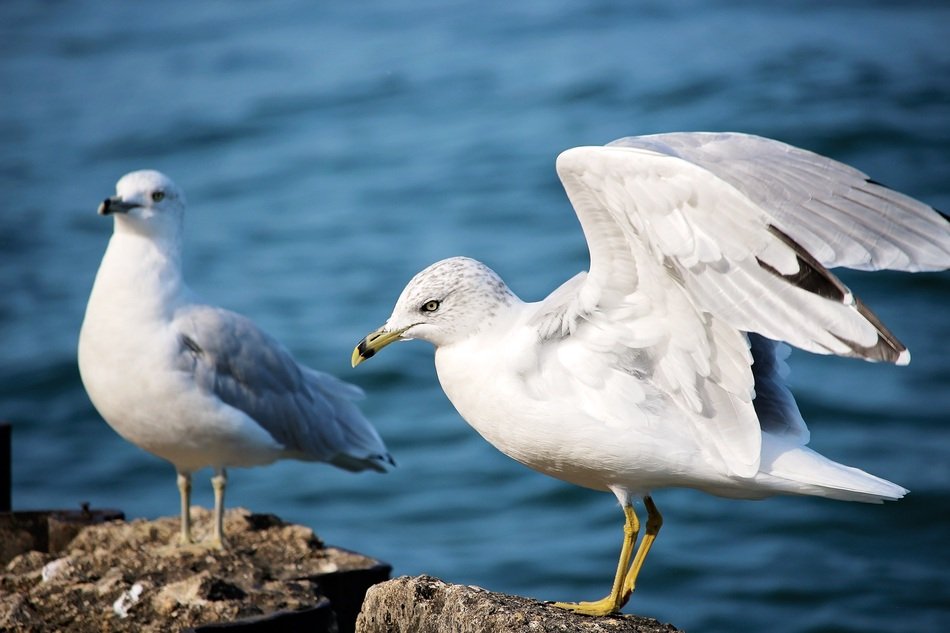 Seagulls Birds near water portrait