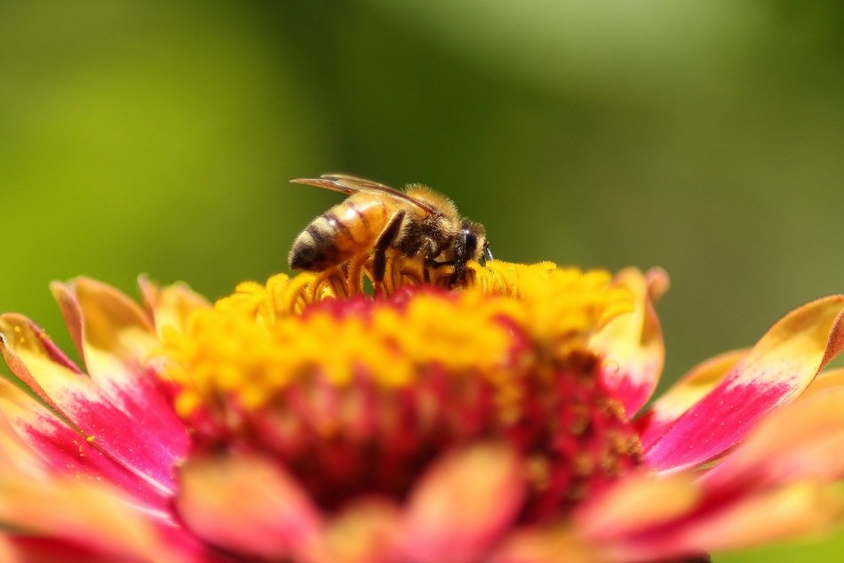 honey Bee on Zinnia Flower