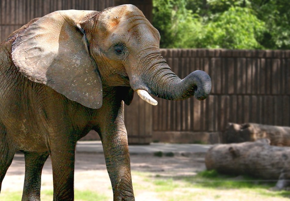 perfect beautiful Elephant in Zoo
