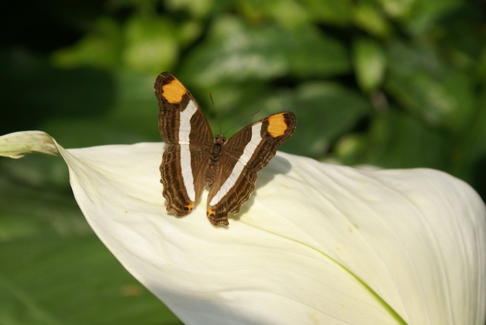 black orange butterfly on white petal