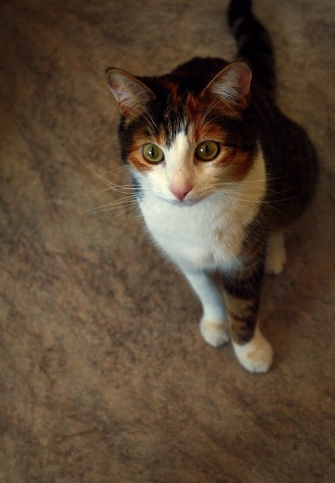 Colorful and beautiful cat looking up