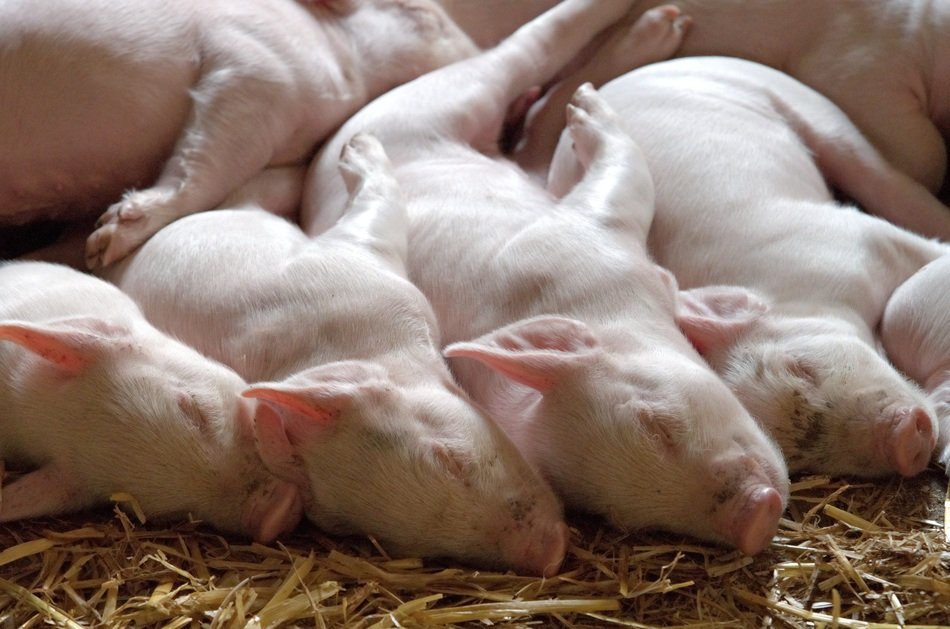 piglets sleep in the hay