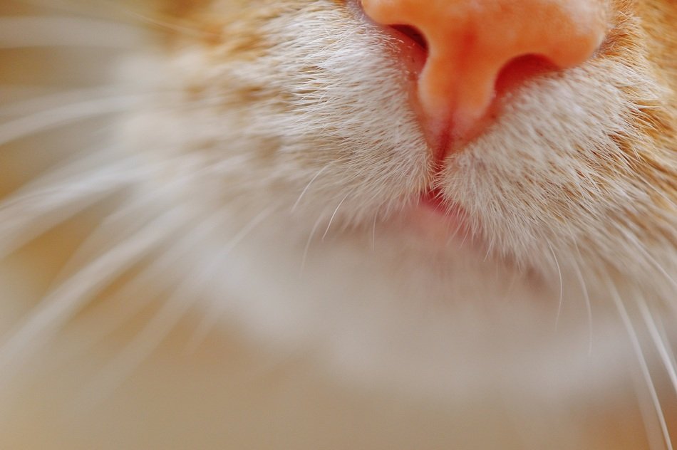 cat has a pink nose and long whiskers
