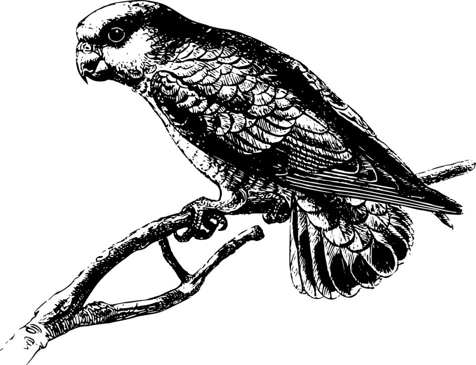 New Guinea Parrot drawing