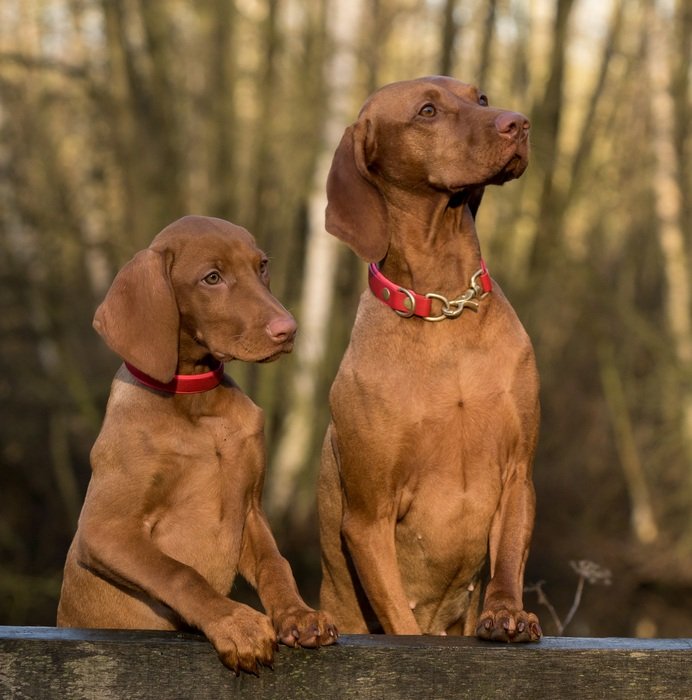 Viszla dogs