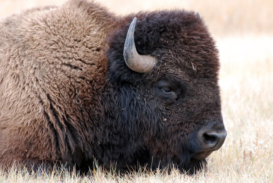 wonderful and beautiful Bison