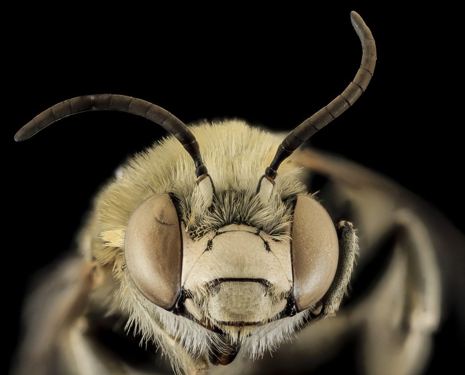Anthophora Montana or bee