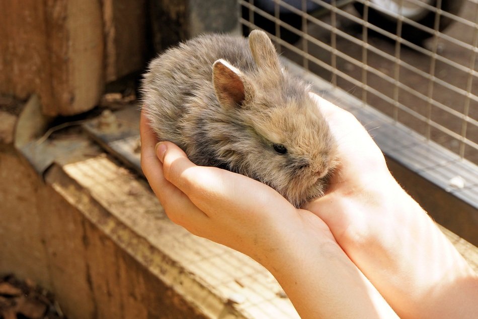 cute rabbit on human hand