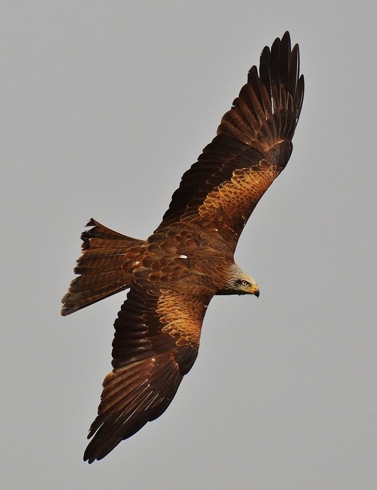 soaring kite