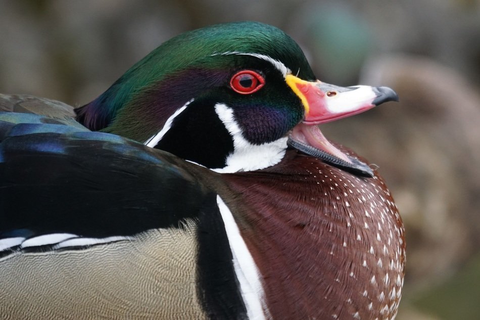 duck beautiful animal
