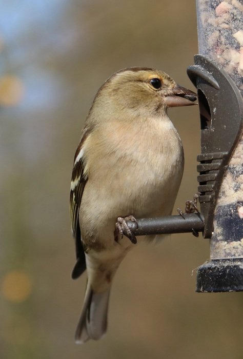 finch near the feeder