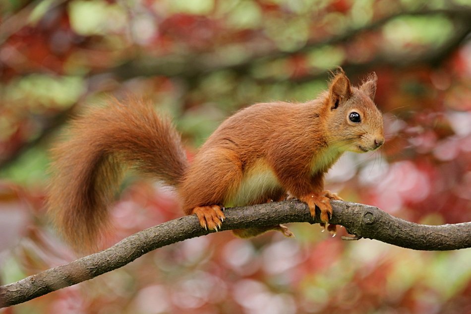 magnificent quirrel Nager