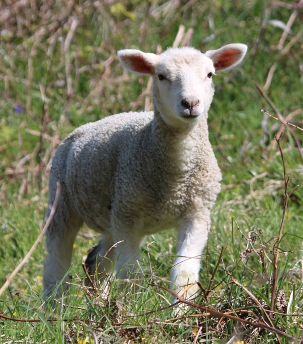 Lamb on the field close up free image download