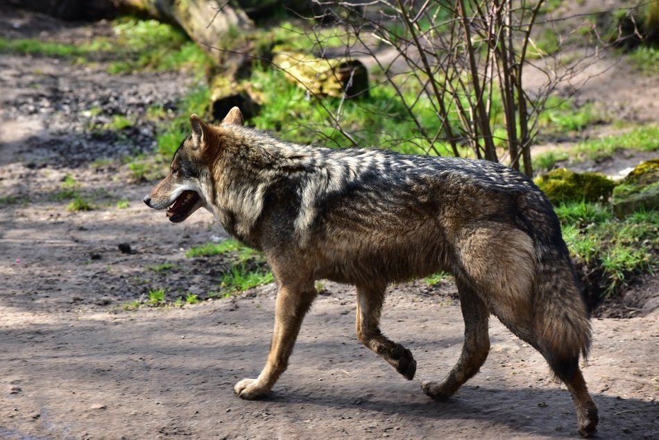 magnificent Wolf Run