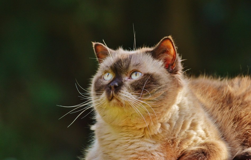 beige British Shorthair cat looking up