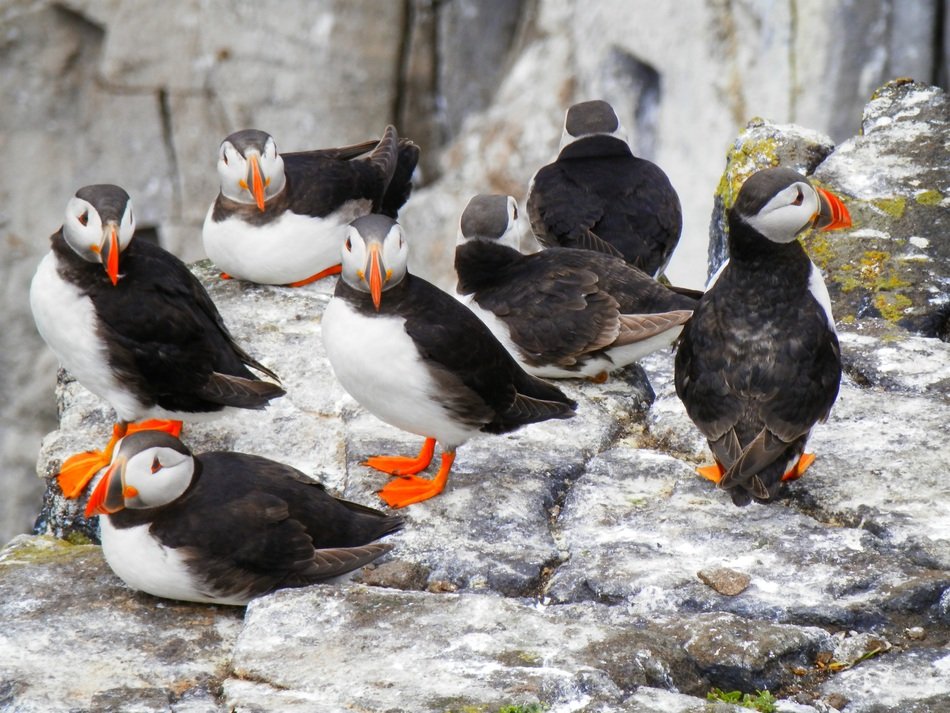 Picture of Puffins in the wildlife