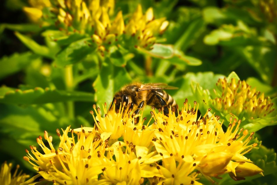 bee on the yellow summer flower